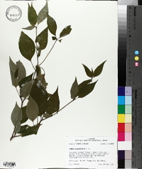 Cornus alternifolia image