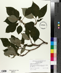 Cornus alternifolia image