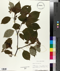 Cornus alternifolia image