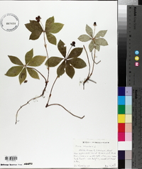 Cornus canadensis image