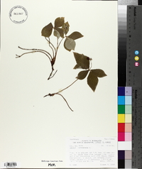 Cornus canadensis image