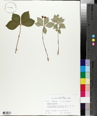 Cornus canadensis image