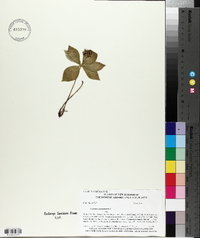 Cornus canadensis image