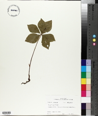 Cornus canadensis image