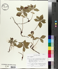 Cornus canadensis image