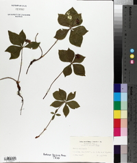 Cornus canadensis image