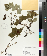 Cornus canadensis image