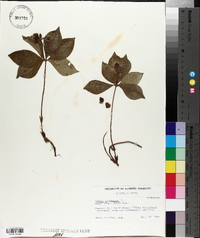 Cornus canadensis image