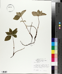 Cornus canadensis image