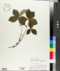 Cornus canadensis image