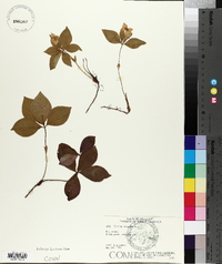 Cornus canadensis image