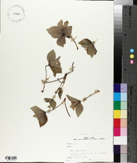 Cornus canadensis image