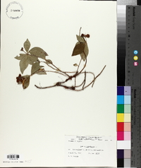 Cornus canadensis image