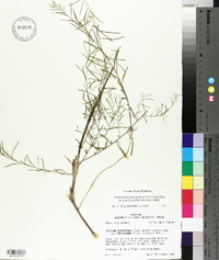 Stylisma pickeringii var. pattersonii image