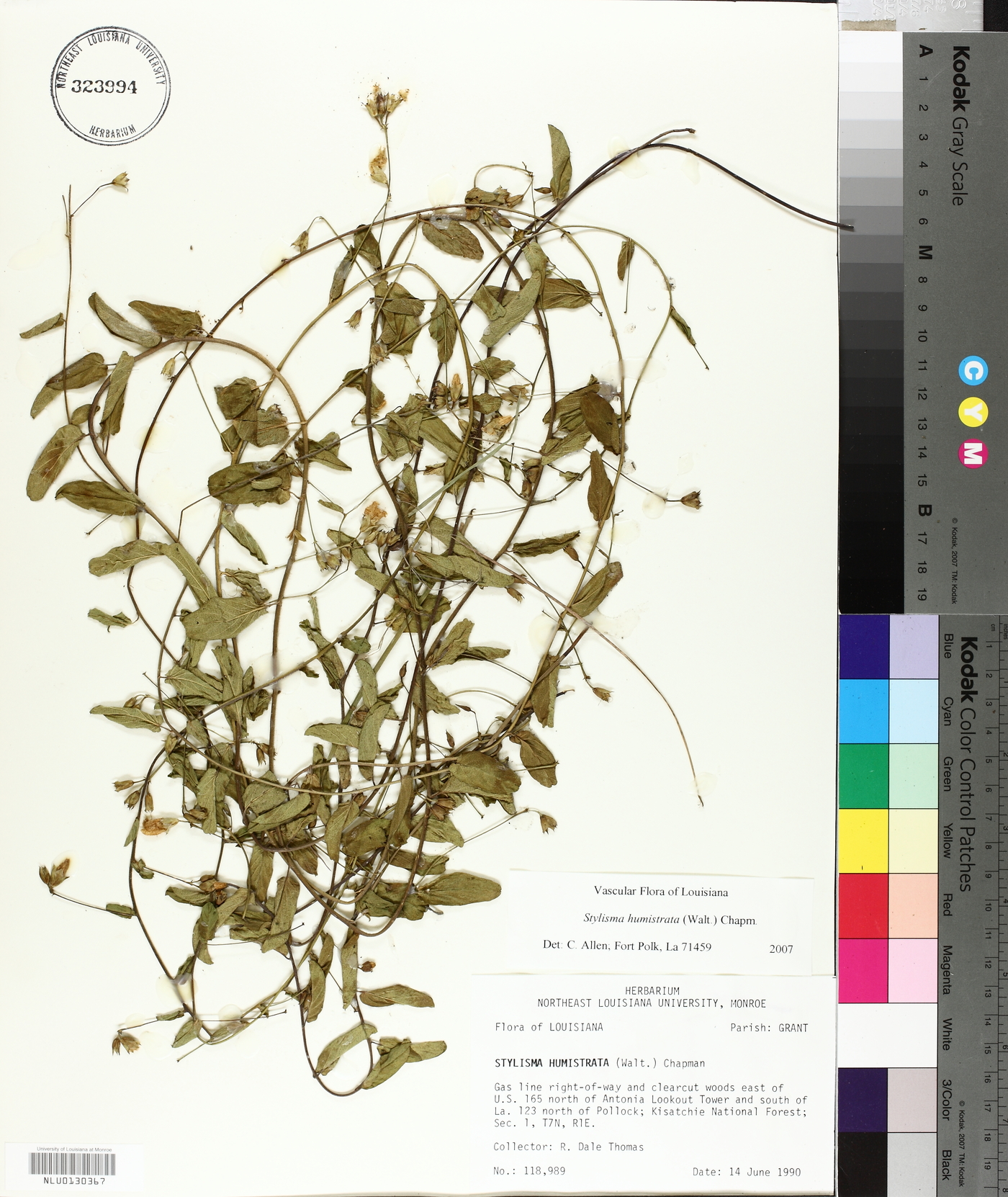 Stylisma humistrata image