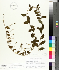 Stylisma humistrata image