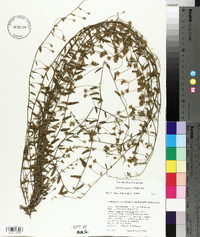 Stylisma aquatica image