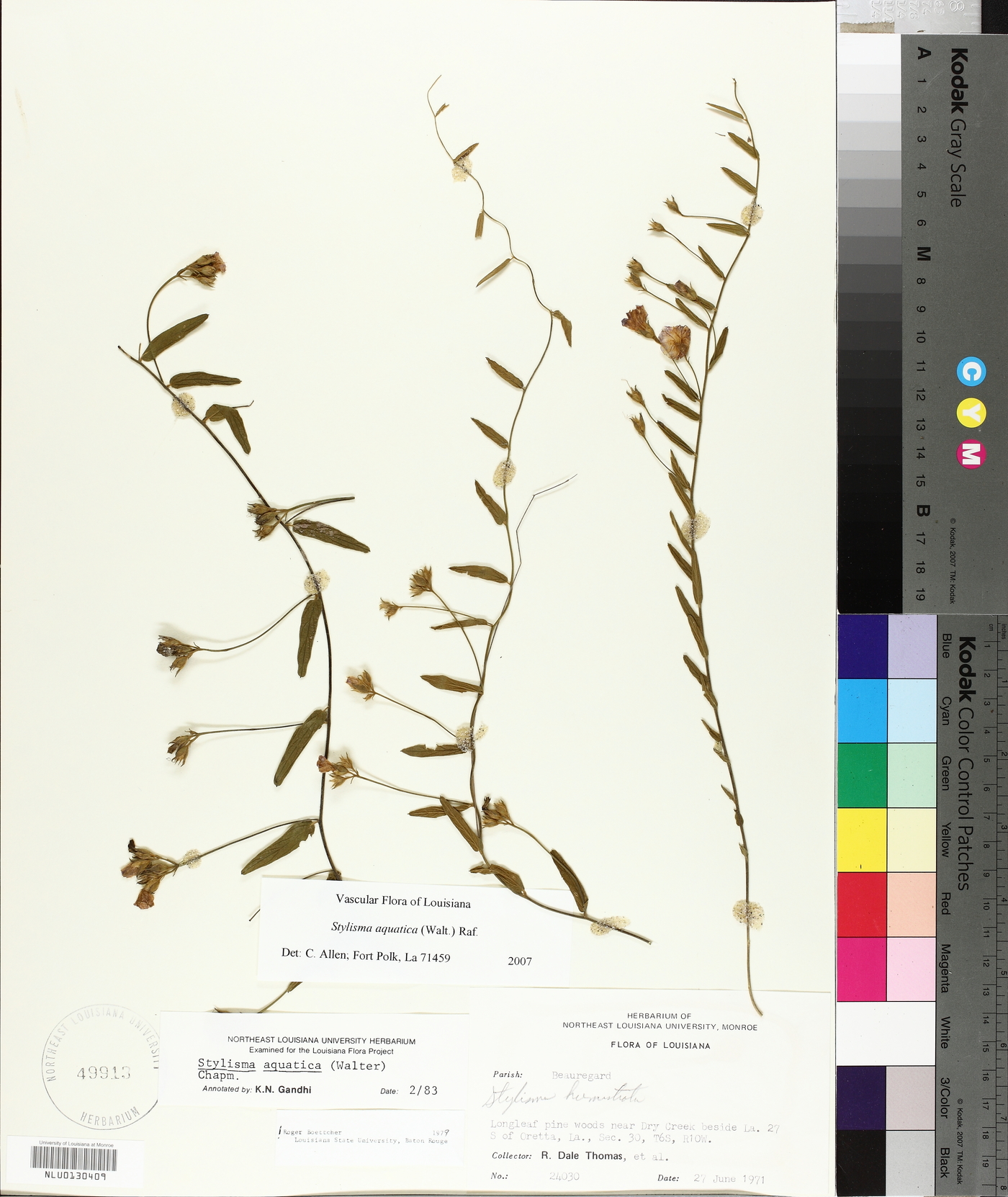 Stylisma aquatica image