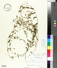 Stylisma aquatica image