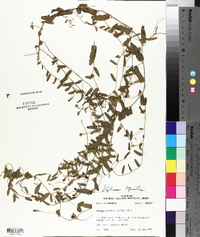 Stylisma aquatica image