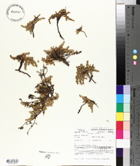 Image of Wilsonia rotundifolia