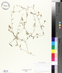 Stylisma trichosanthes image