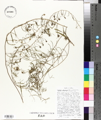 Stylisma pickeringii image