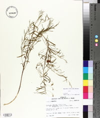Stylisma pickeringii var. pattersonii image
