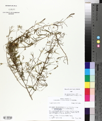 Stylisma pickeringii var. pattersonii image