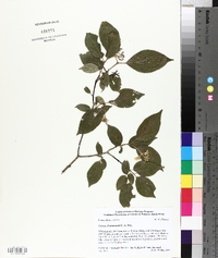 Cornus drummondii image