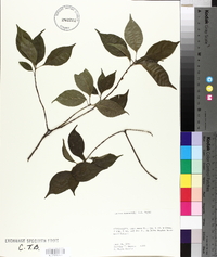 Cornus drummondii image