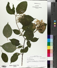 Cornus drummondii image