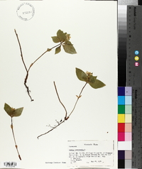 Cornus canadensis image