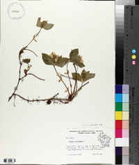 Cornus canadensis image