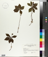 Cornus canadensis image