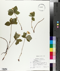 Cornus canadensis image