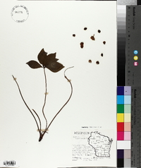 Cornus canadensis image