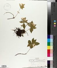 Cornus canadensis image