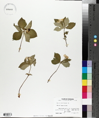 Cornus canadensis image