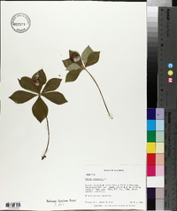 Cornus canadensis image