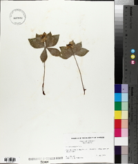 Cornus canadensis image