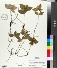 Cornus canadensis image