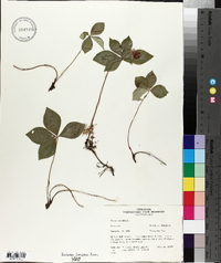 Cornus canadensis image