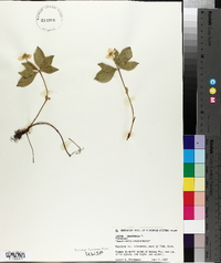 Cornus canadensis image