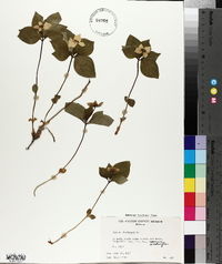 Cornus canadensis image