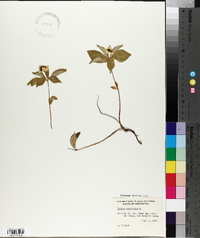 Cornus canadensis image