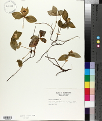 Cornus canadensis image