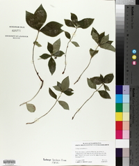 Cornus canadensis image