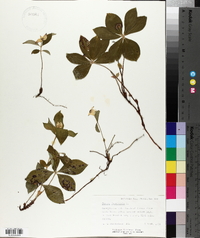 Cornus canadensis image