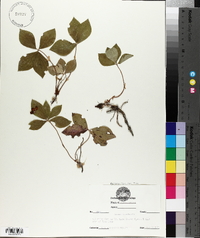 Cornus canadensis image